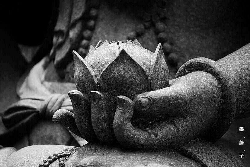 La Flor de Loto: Un Símbolo de Pureza, Resiliencia y Despertar Espiritual